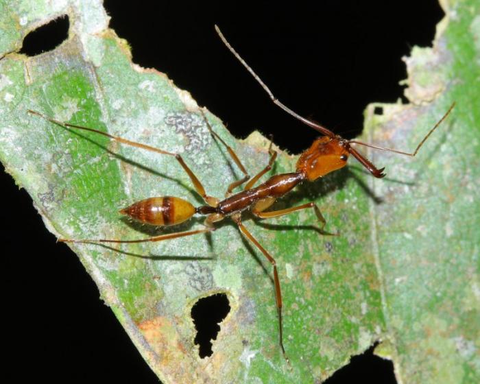 Odontomachus hastatus